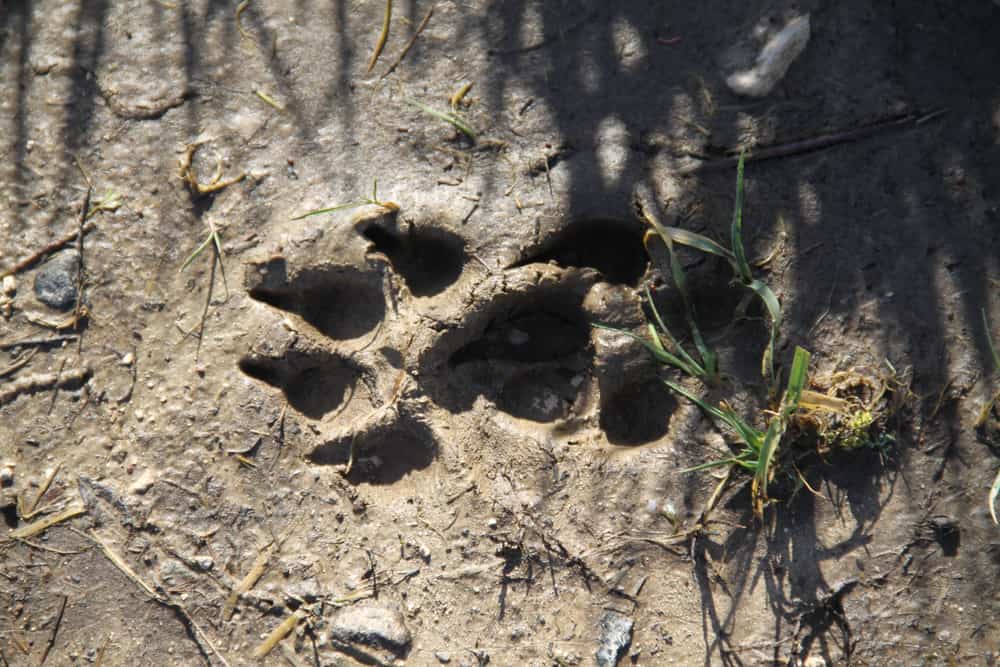 A distinct paw print left in the wet, muddy ground, unmistakably belonging to a fox with its characteristic four toes and triangular shaped pad, evidence of its presence and activity in the area.