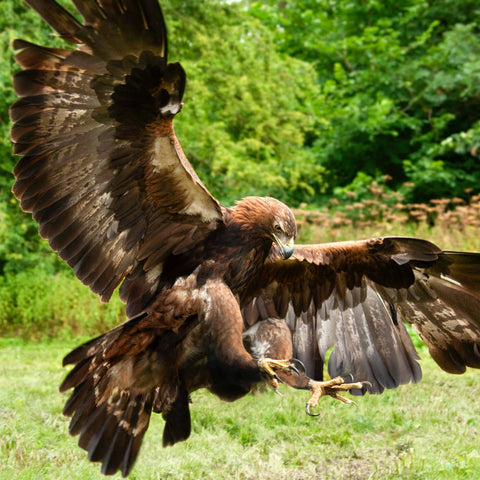A big, powerful, Golden Eagle showing off its sharp claws and strong wings