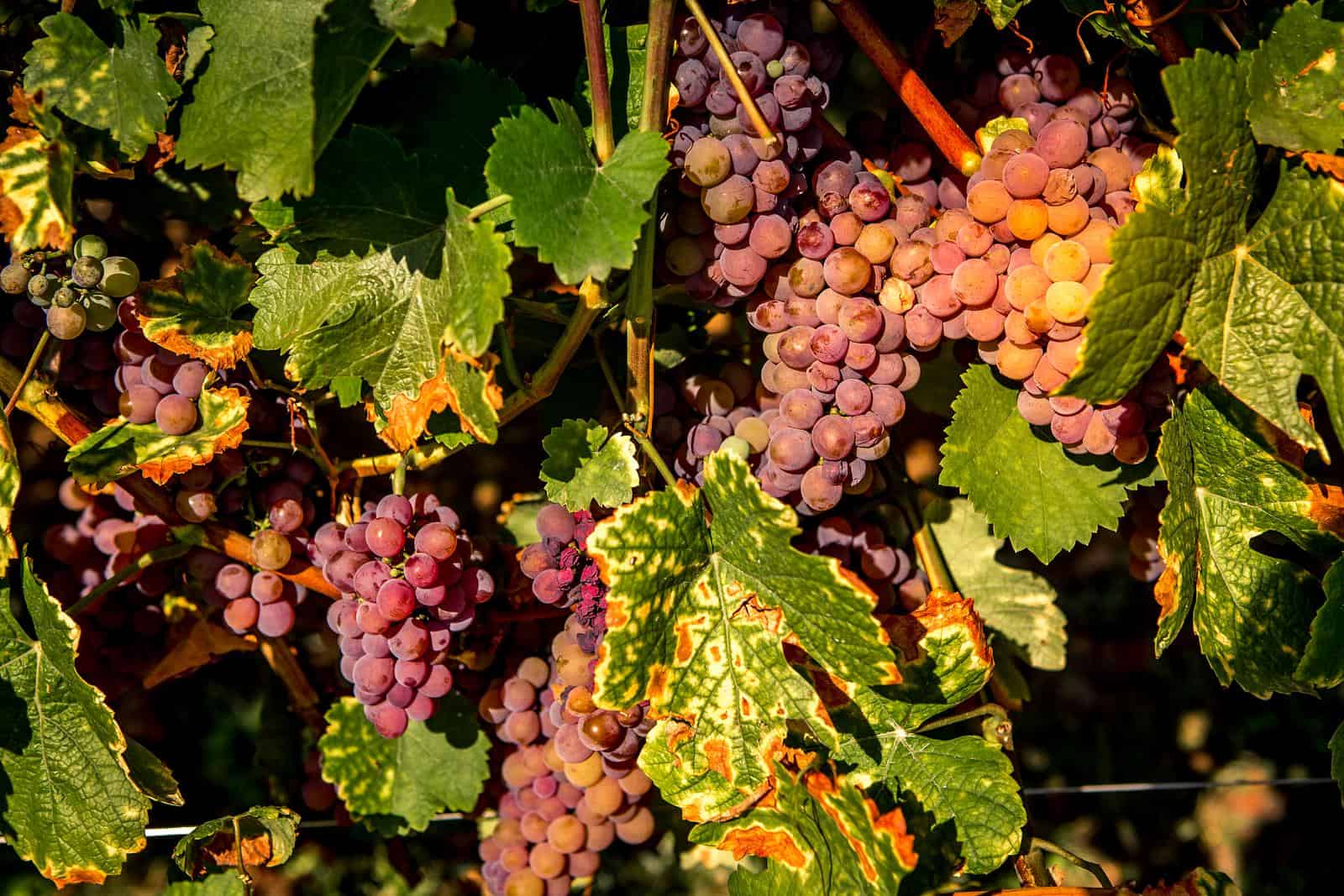 A cluster of ripe, light-purple grapes elegantly hang from the vine showcasing its plump, round shape, in anticipation of being harvested.