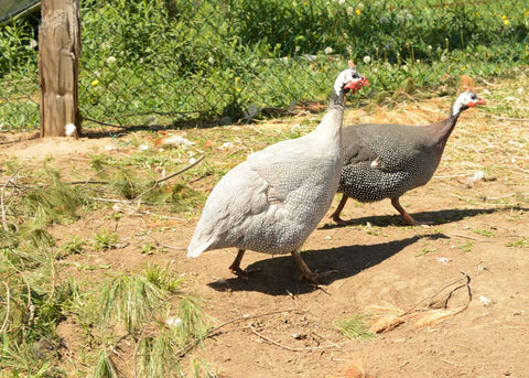 Two Guinea hens running around the yard during the daytime hours.