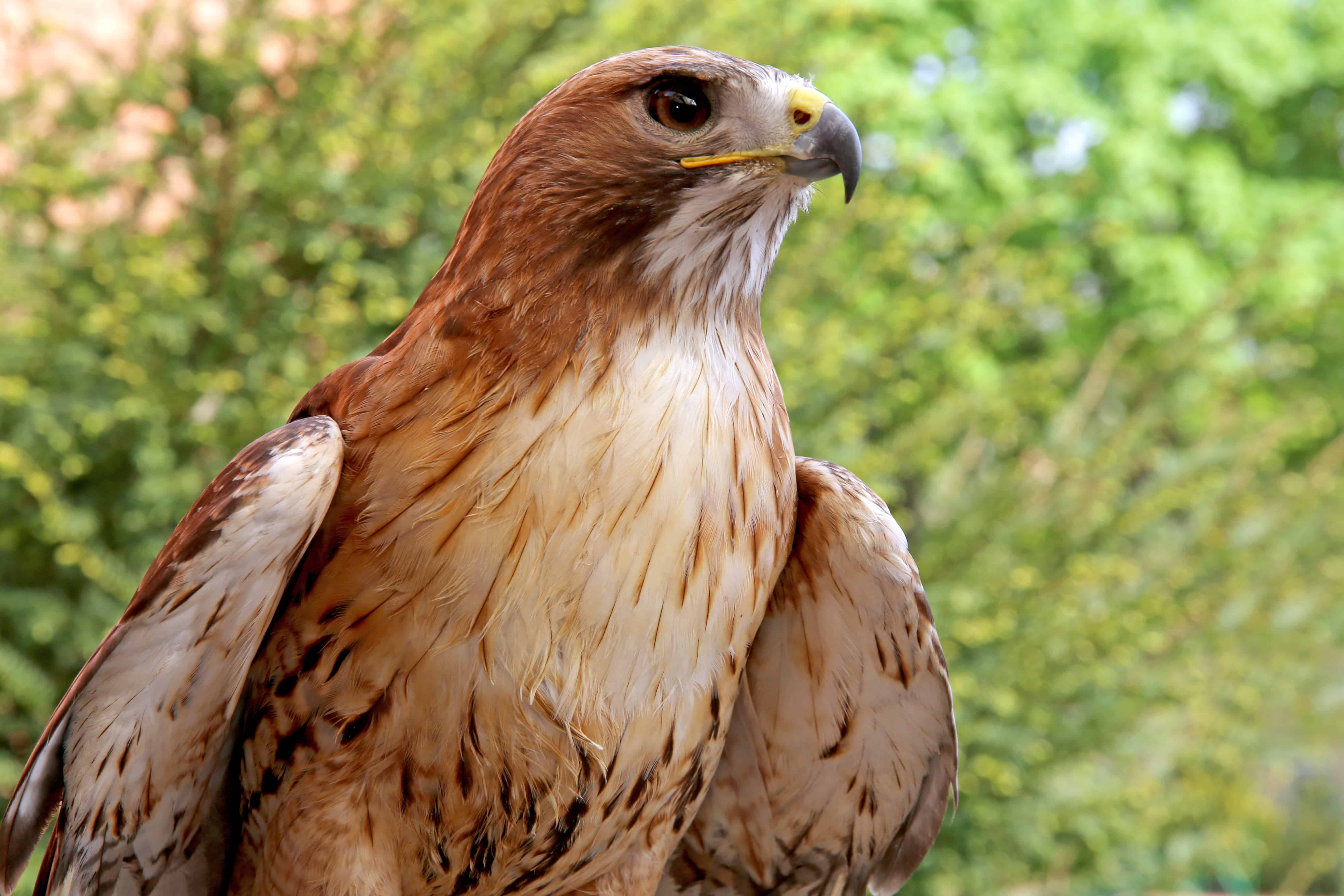 A majestic red-tailed hawk meticulously surveys its surroundings, honing in on its potential prey.