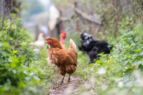 A free-range hen roaming around the barnyard