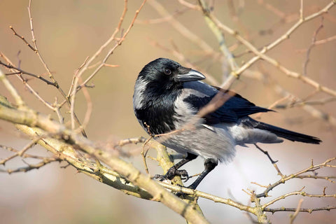 A hooded crow perching on a wild, branch of a tree