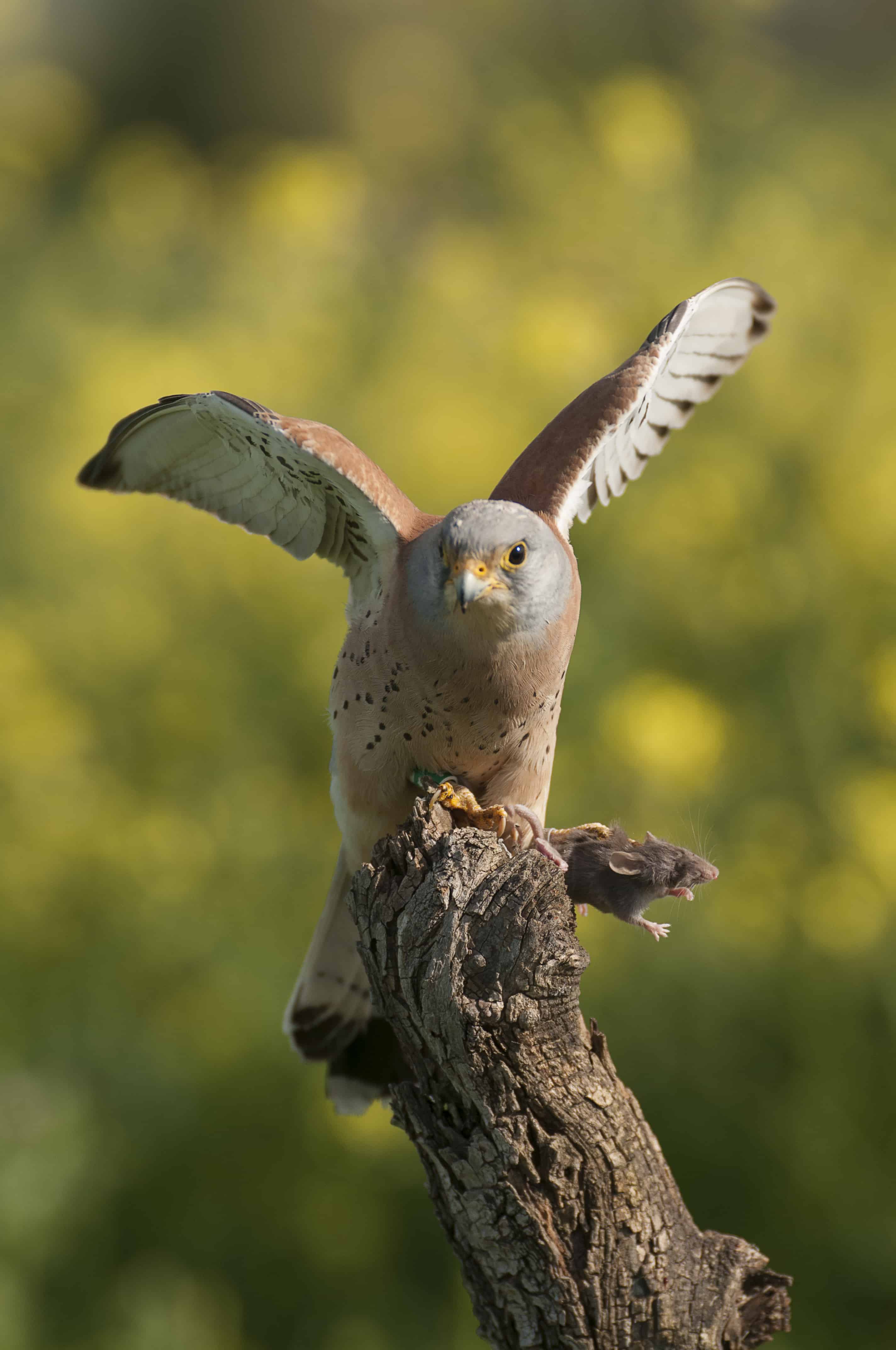 A Lesser Kestrel (Falco naumanni) falcon spreading its wings while sitting on a branch