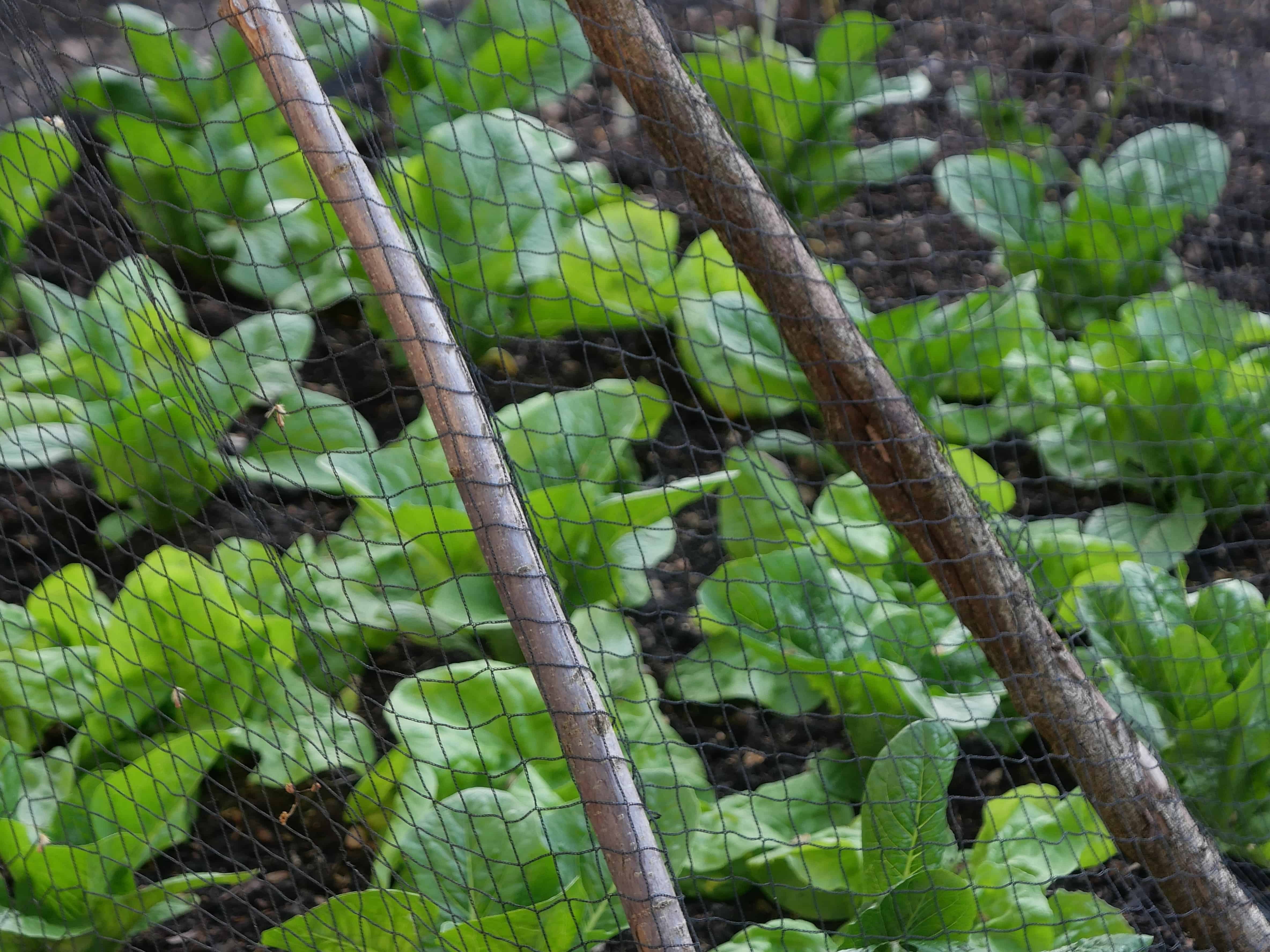 Lush lettuce garden shielded by a black garden net