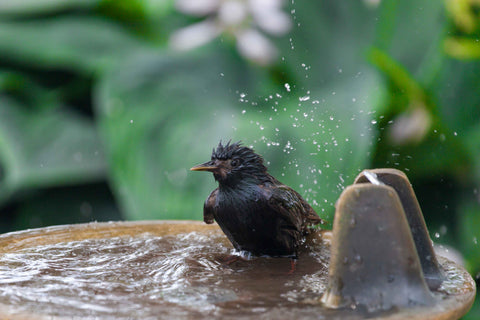 A little black bird taking a bath in the birdbath