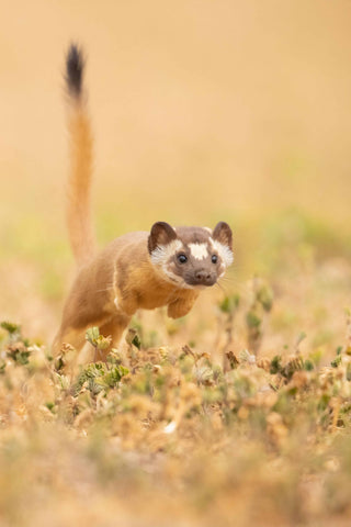 A vertical closeup of a long-tailed weasel in a run and jumping