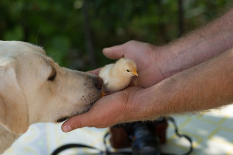 Man shows cute baby chick to the dog