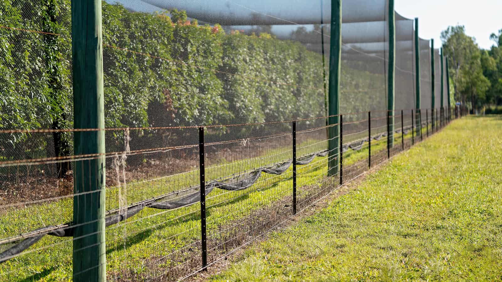 A row of fruit trees covered with a bird netting from top level to ground