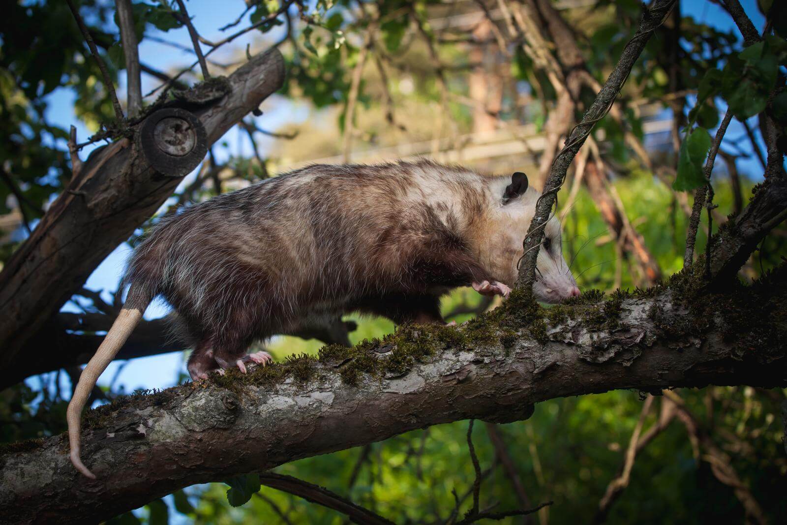 A large opossum gracefully walking along a tree branch
