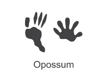 An opossum paw prints