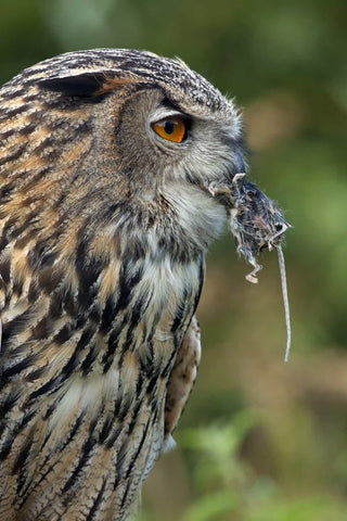 An owl eating a mouse as his prey