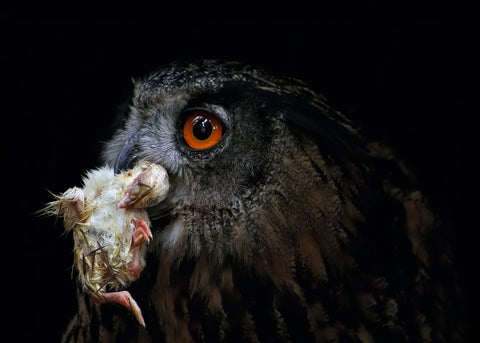 An owl with its mouth preying on a small chicken