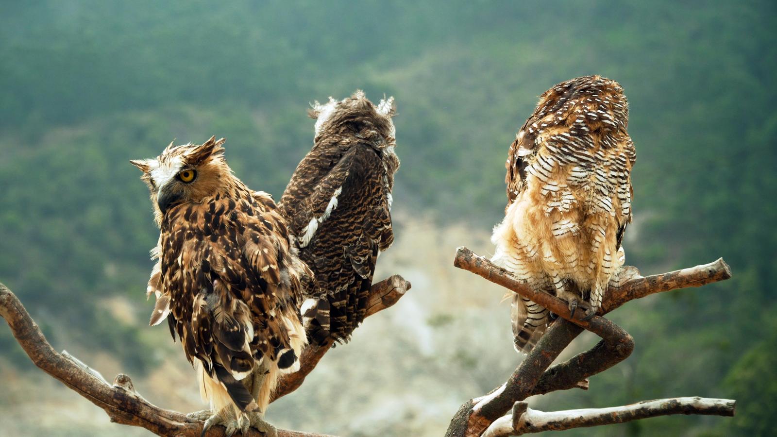 Three medium -sized owls sitting on a branch