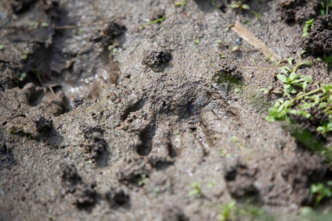tracks of a raccoon left behind in wet, muddy soil