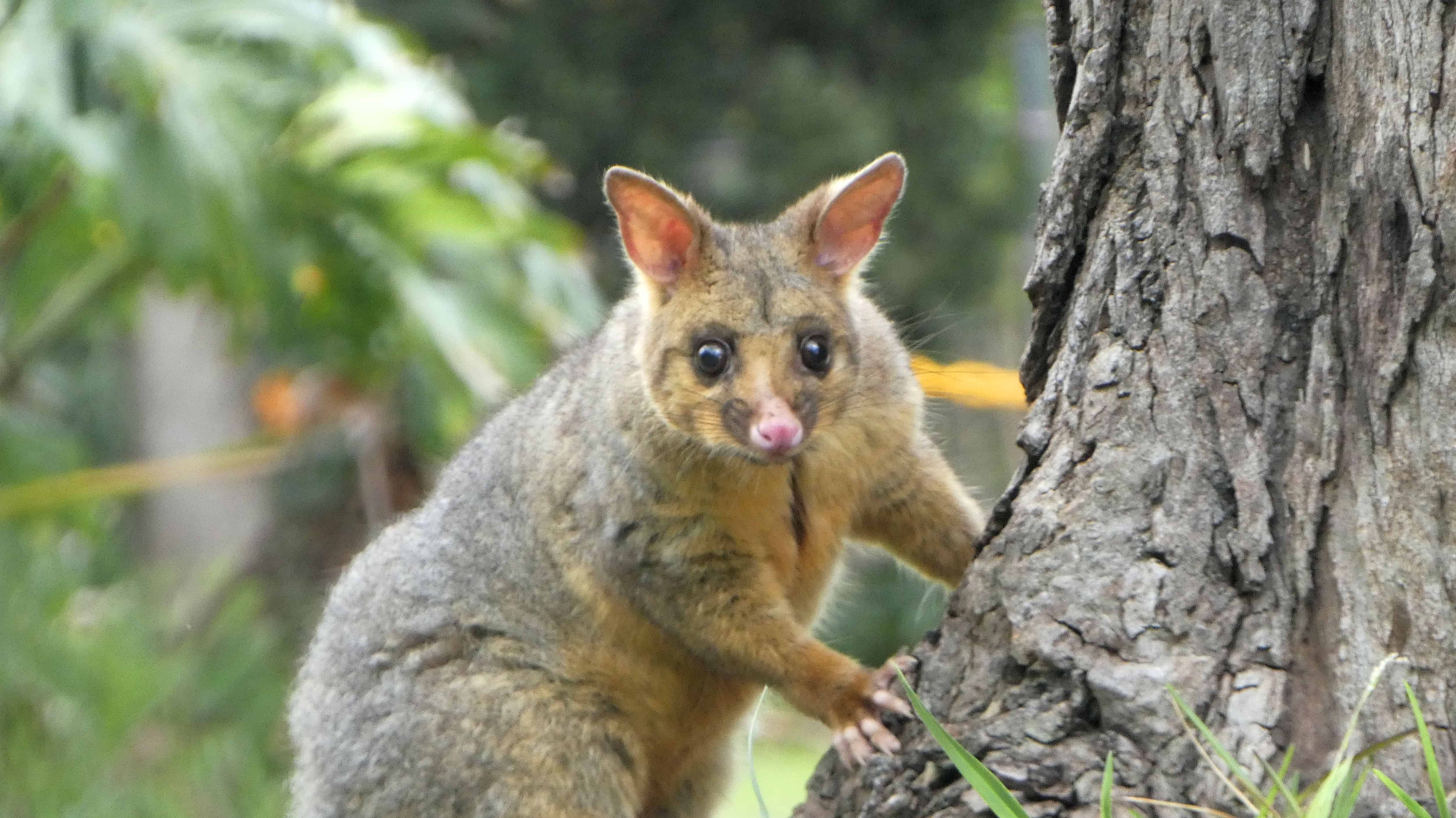 A possum standing up looking and peeping behind a branch of a tree.