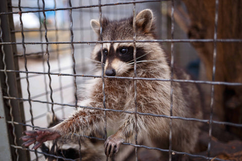 A raccoon reaching out from its cage with its small paw.