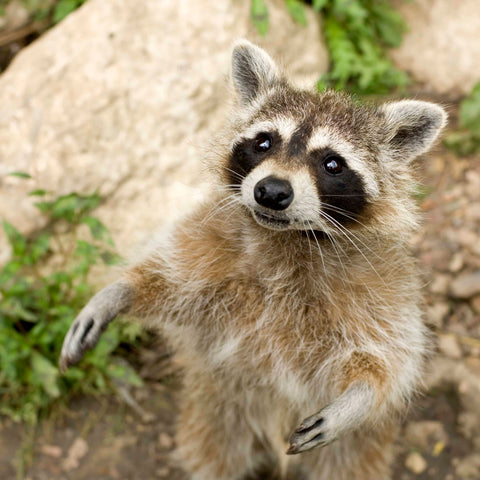 A raccoon standing with wide arms open ready to take on a swift attack
