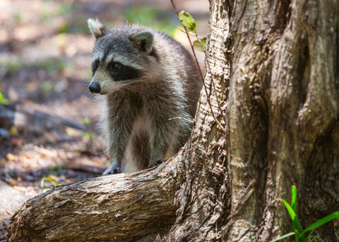 A raccoon sitting on a branch in the summer forest