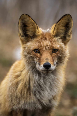 a red fox staring