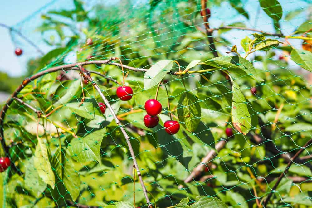 Ripe cherries on the cherry tree with protective netting to keep birds from eating the fruit