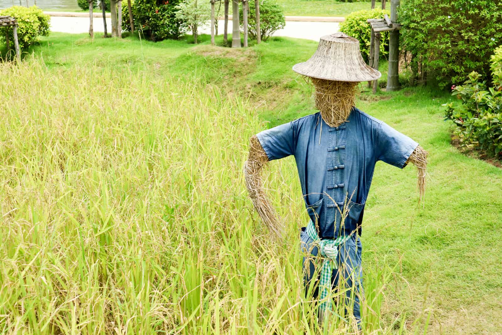 Hay-made scarecrow standing on the rice field