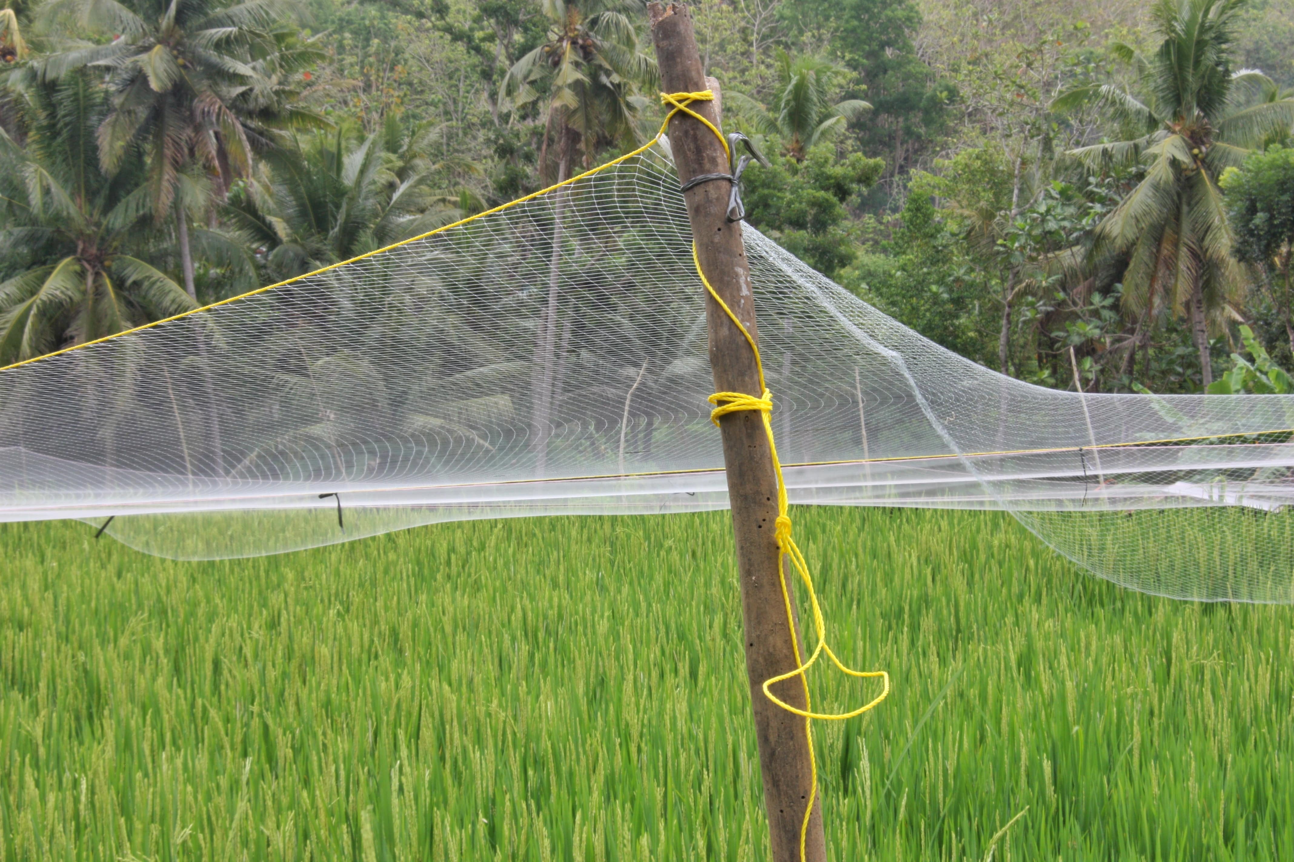 A white bird netting stretched across a ricefield, secured to a wooden pole.