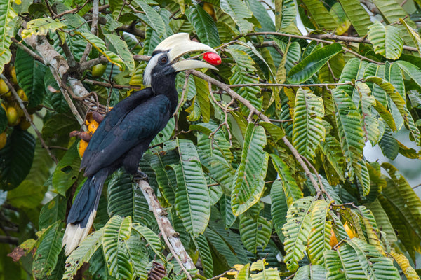 A black Hornbill bird perched on a branch of a tree, devouring a bright red fruit.