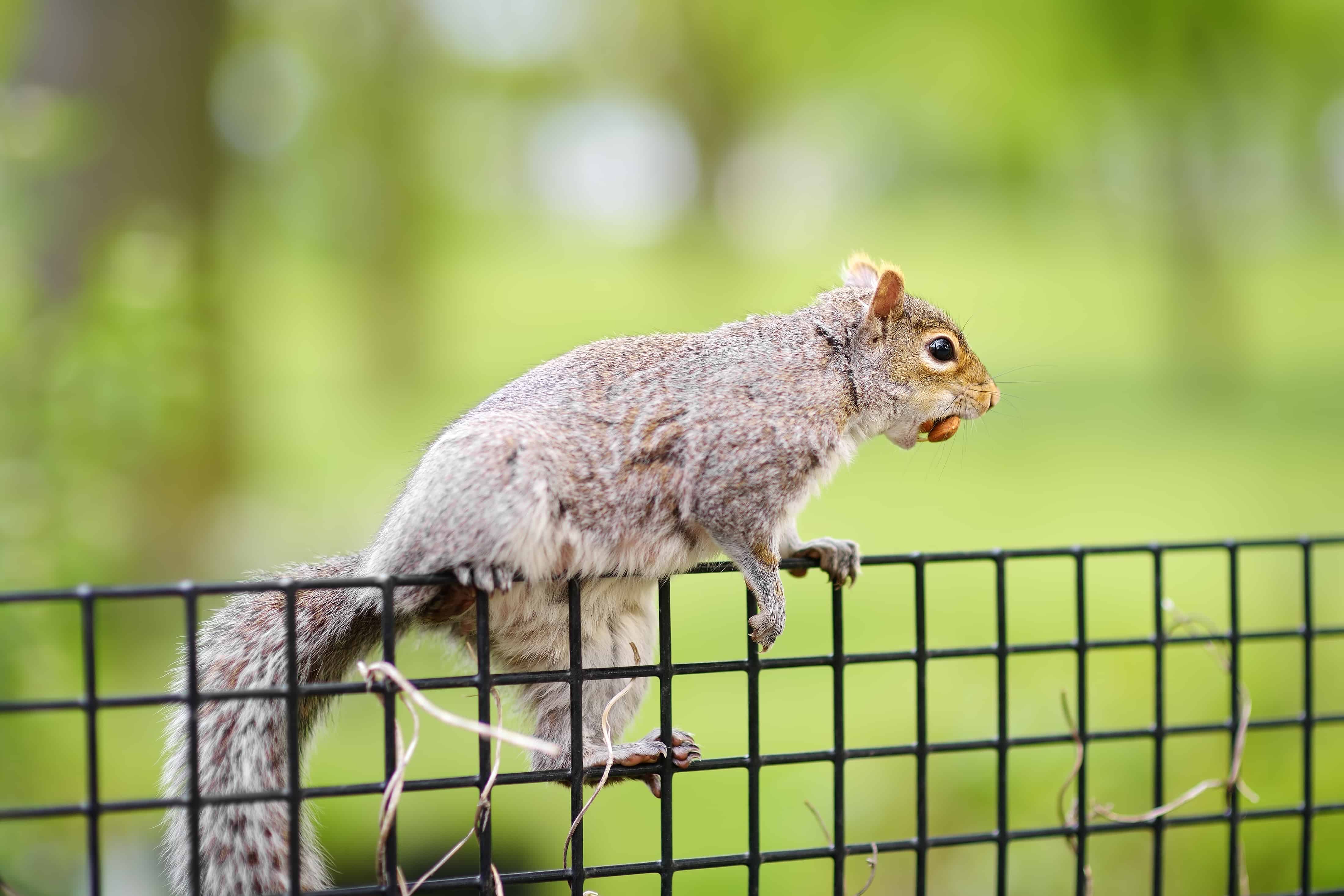 A grey squirrel crawling at the fence with nut on its mouth