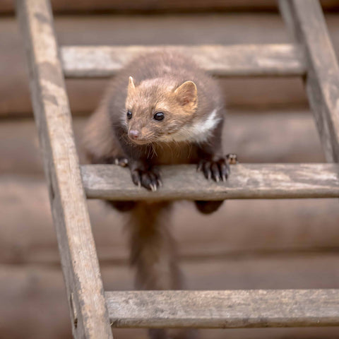 A stone marten (belonging to weasel family) sitting on a ladder