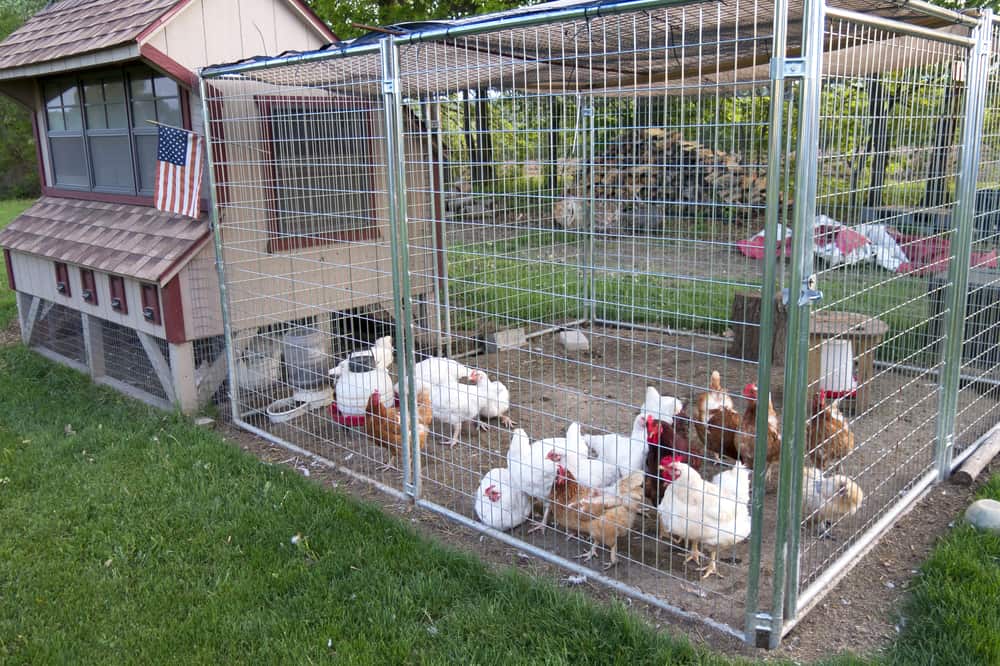 A small, sturdy chicken coop with chickens inside