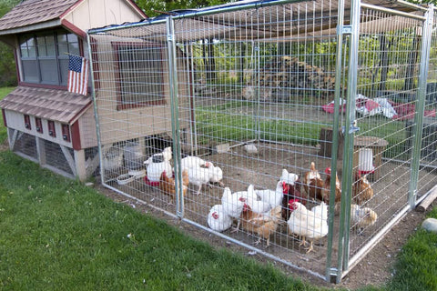 A sturdy chicken coop with chickens inside freely roaming around