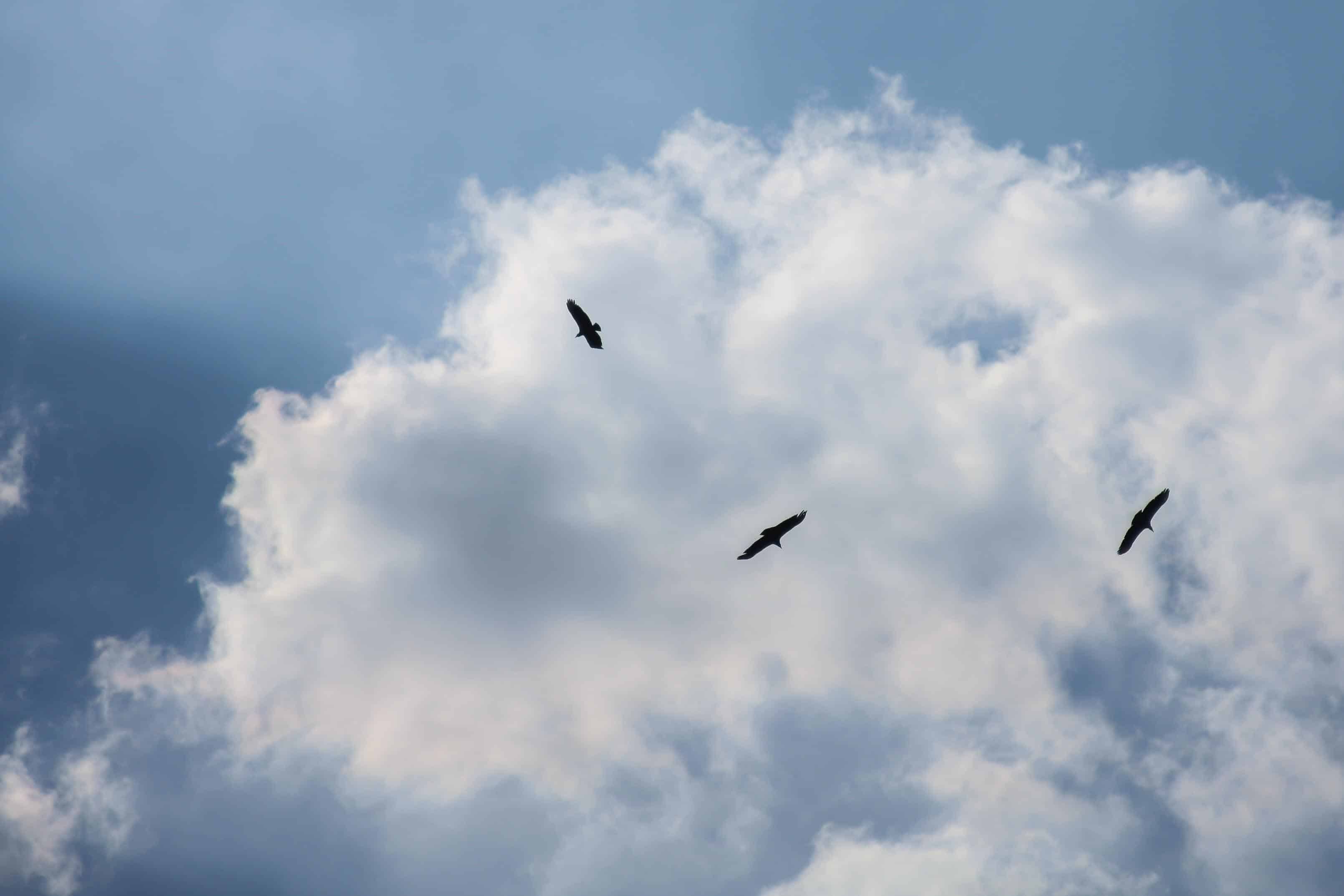 Three majestic black hawks soaring through the sky in search of prey