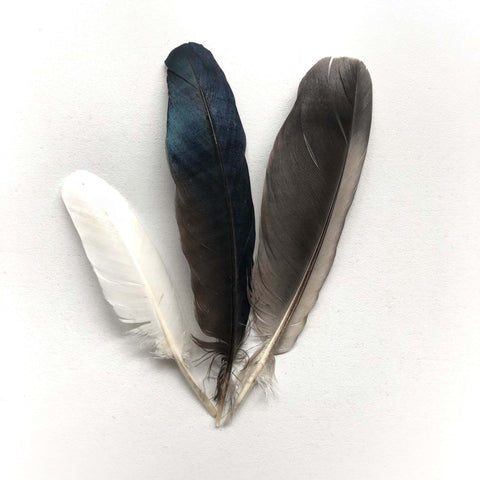 Three different bird feathers, in white, black, and dark brown color