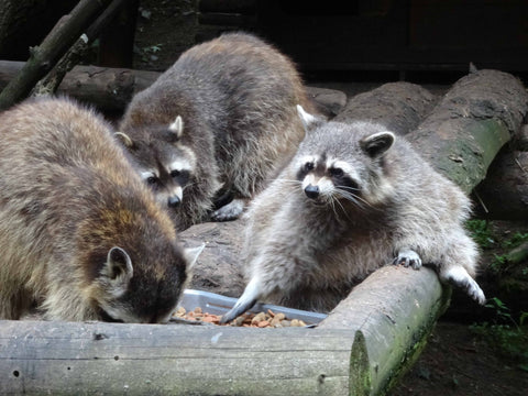 A close look at three raccoons eating on a wood surface.