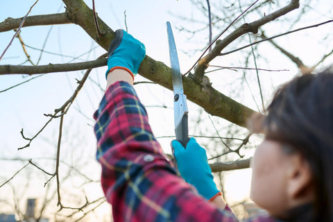 A female farmer trimming branches of a tree