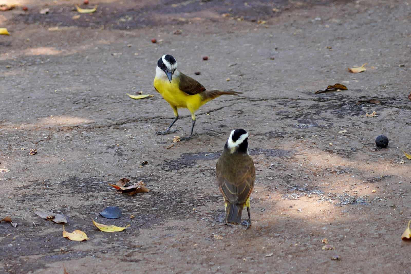 Two colorful birds looking at each other while staying foot on the ground