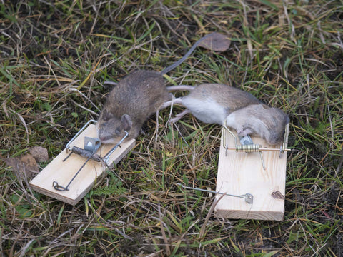 Two dead mouse trapped, caught by the classic wooden mousetrap on grass background