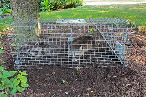 Two raccoons caught in a live trap at the backyard