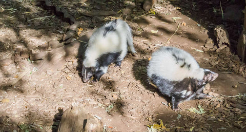 A two black and white striped skunks standing together munching for food on the ground
