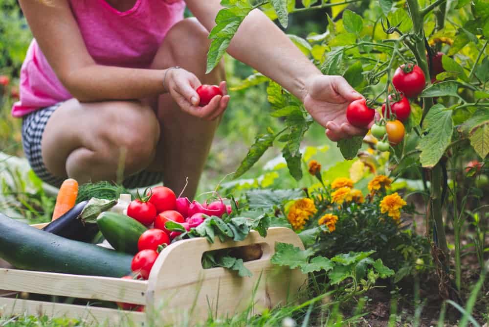 Woman wearing a pink shirt, harvesting fully ripe tomatoes in her garden