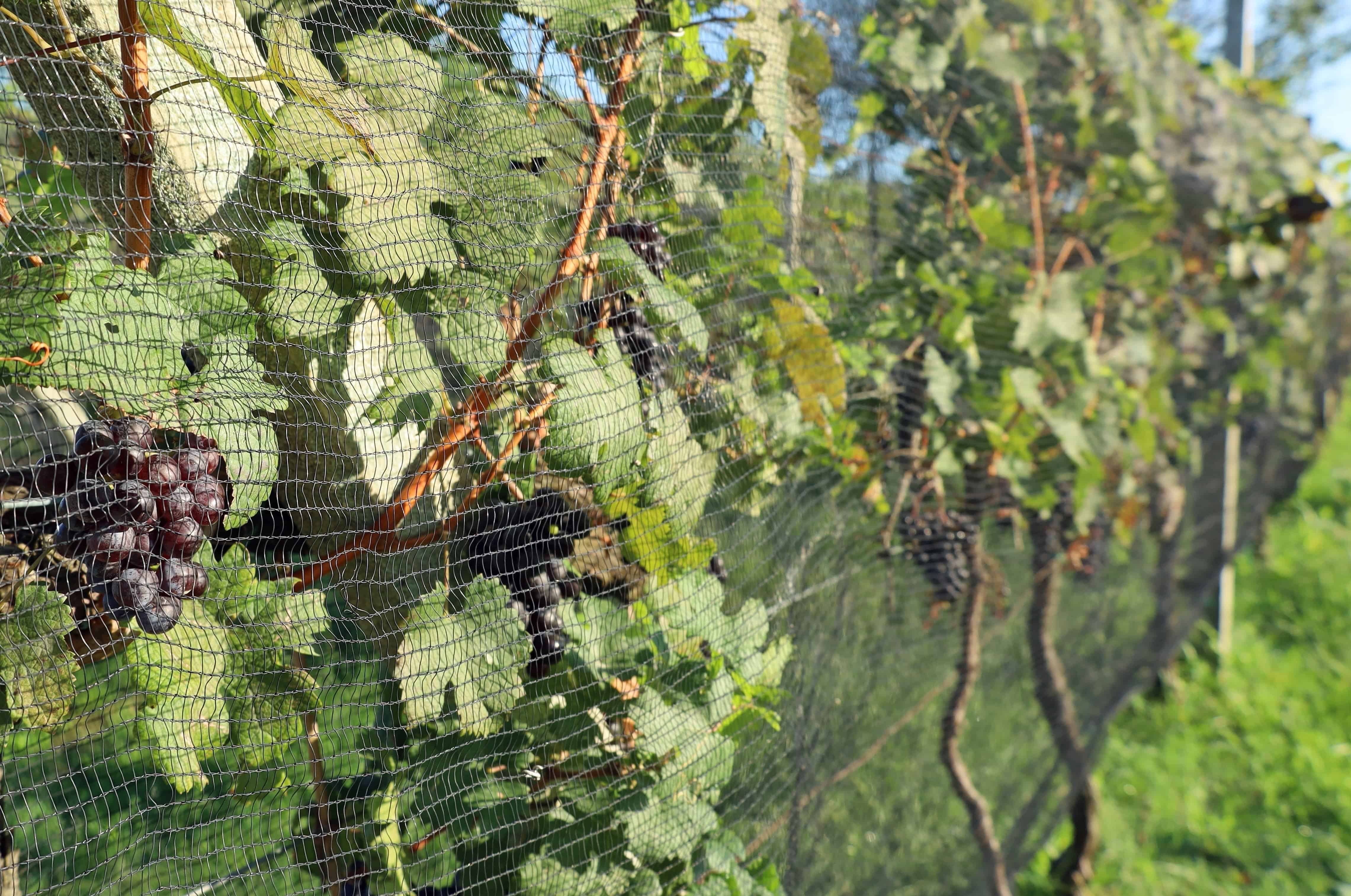 Grapevines surrounded and protected with bird netting