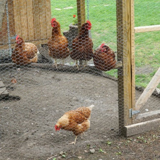Chicken Netting covering a chicken coop