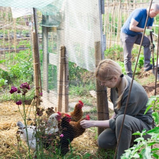 Bird-netting-for-chicken-coop