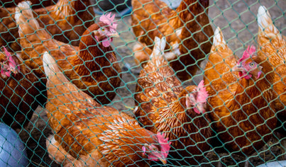 Chicken-Coop-Bird-Netting