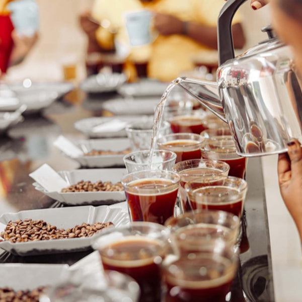 Verschiedene Arten von Kaffeetassen, angeordnet für eine Verkostung.