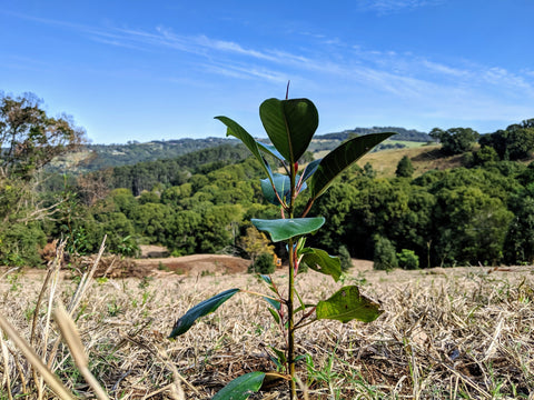 Tree planted on a hill top in Australia 