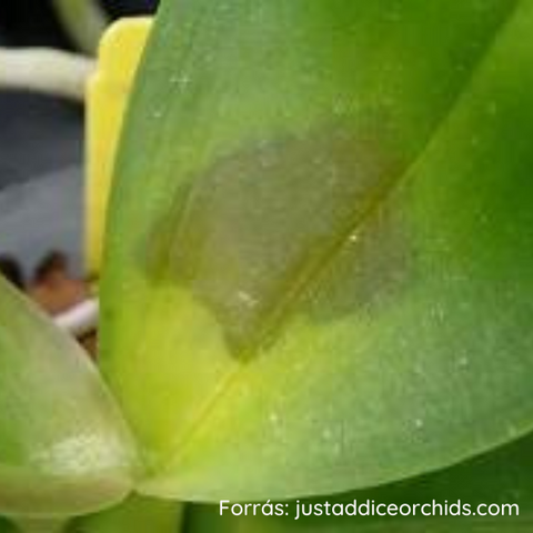 Orchidea bakteriális fertőzés tünetei: