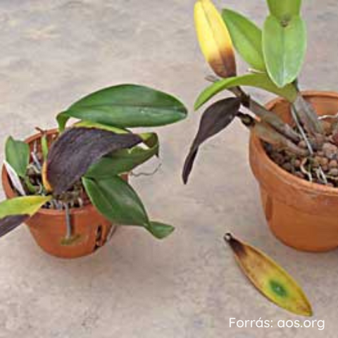 Orchidea gyökérrothadás tünetei