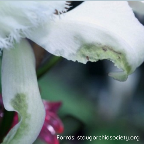 Orchidea tripsz tünetei